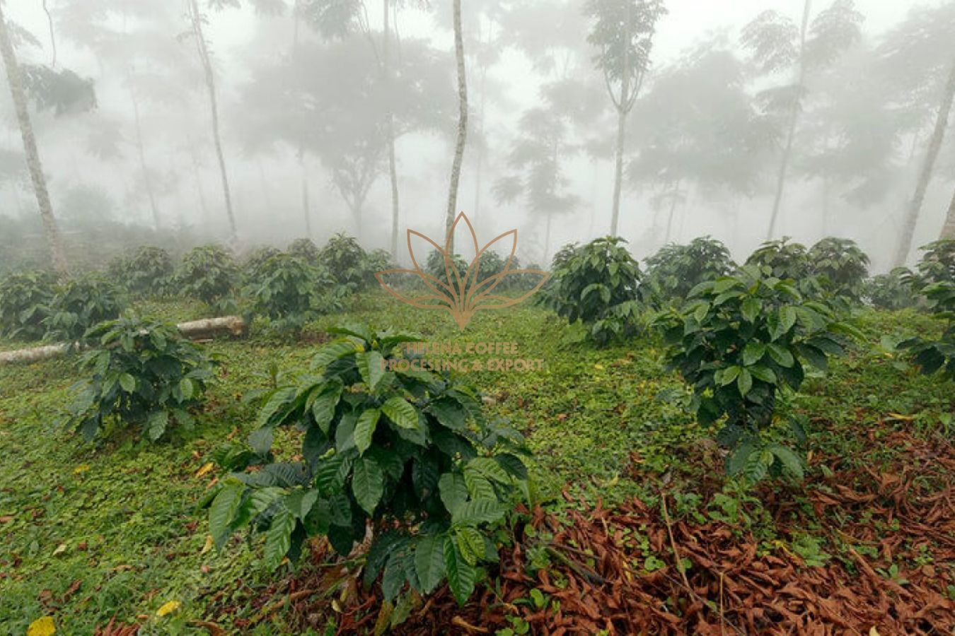 Green Coffee Supplier With Shade-Grown Coffee
