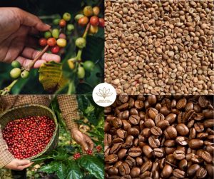 Vietnam Imports And Exports Coffee: Why Not Collaborate With Helena?