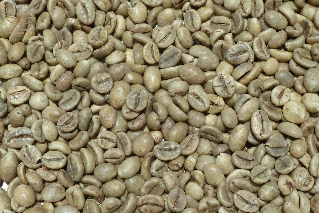 Wet-processed Robusta Roasted Coffee Supplier - Helena Coffee Vietnam