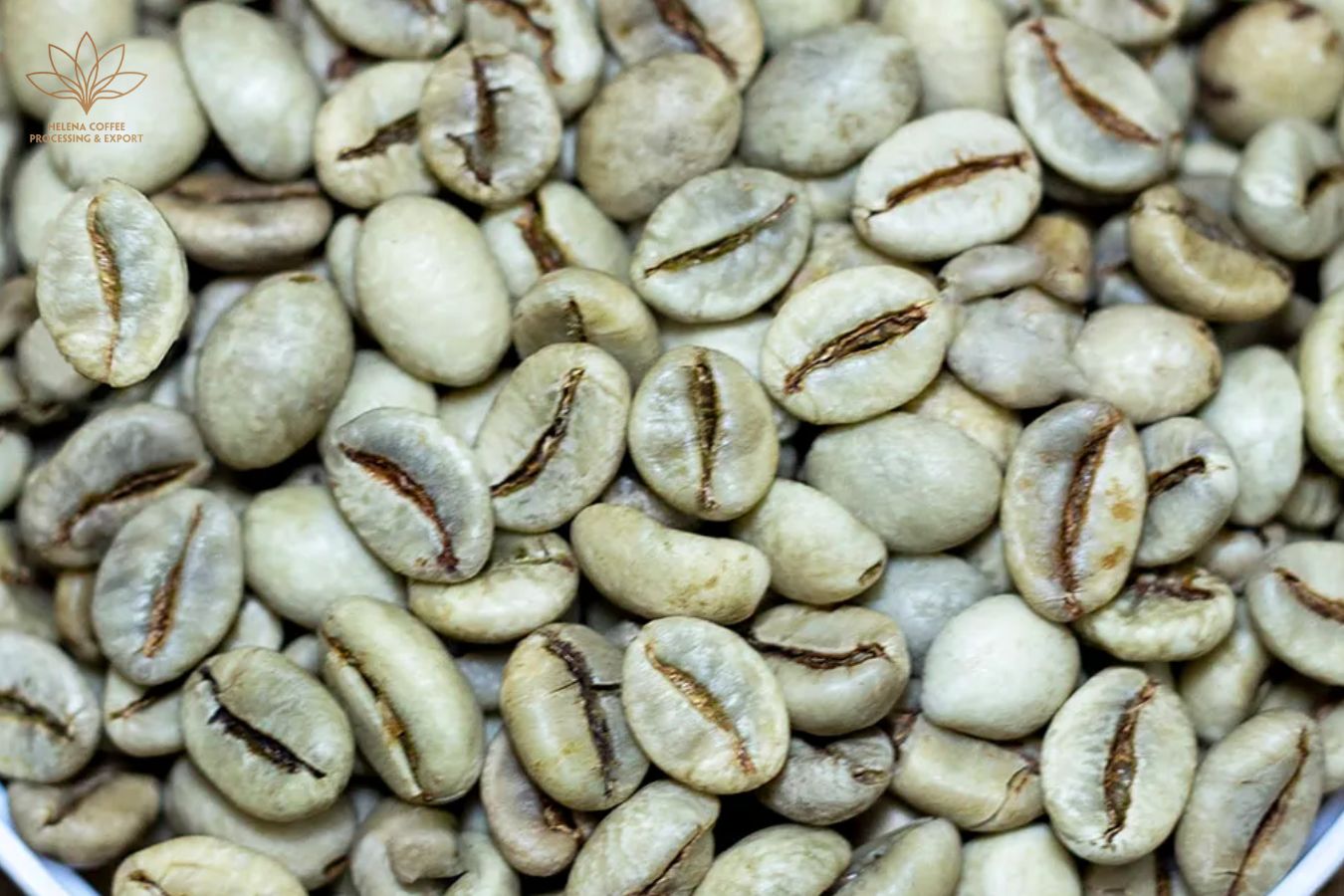 Wet-processed Robusta Roasted Coffee Supplier - Helena Coffee Vietnam