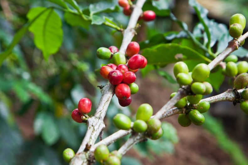 Coffee Price Today - September 28, 2022 - Helena Coffee Vietnam
