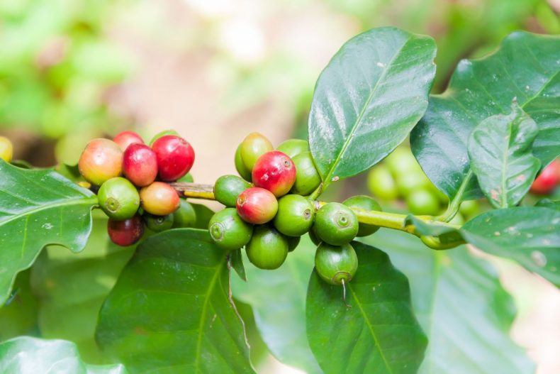 Coffee Price Today - September 29, 2022 - Helena coffee Vietnam