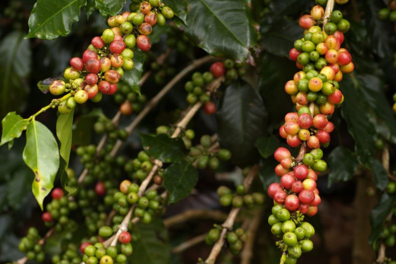 Coffee Price Today - September 30, 2022