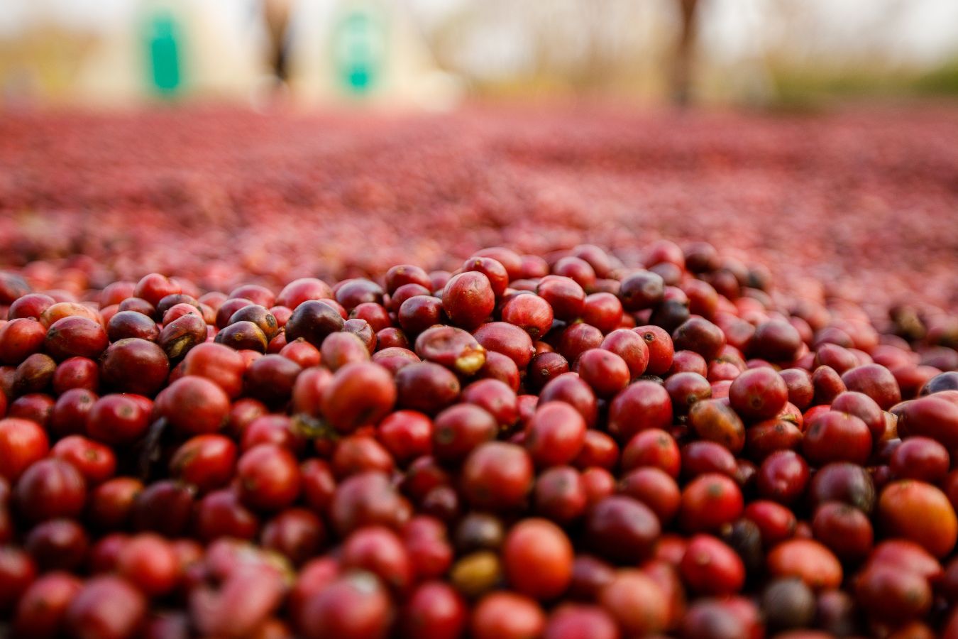 Coffee price today September 21, 2022:
