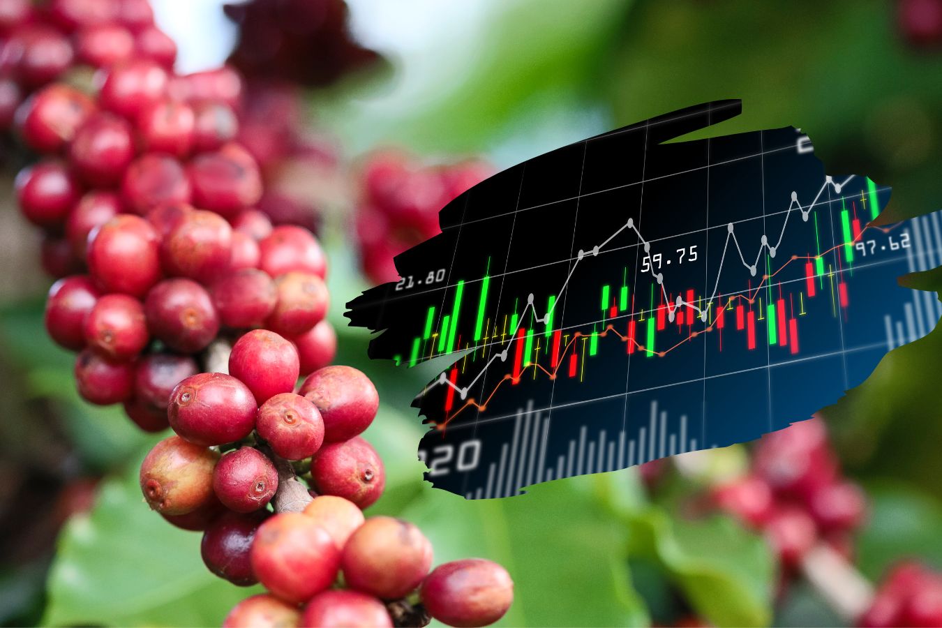 Coffee Future Price Today - September 8th, 2022 - Helena Coffee Vietnam