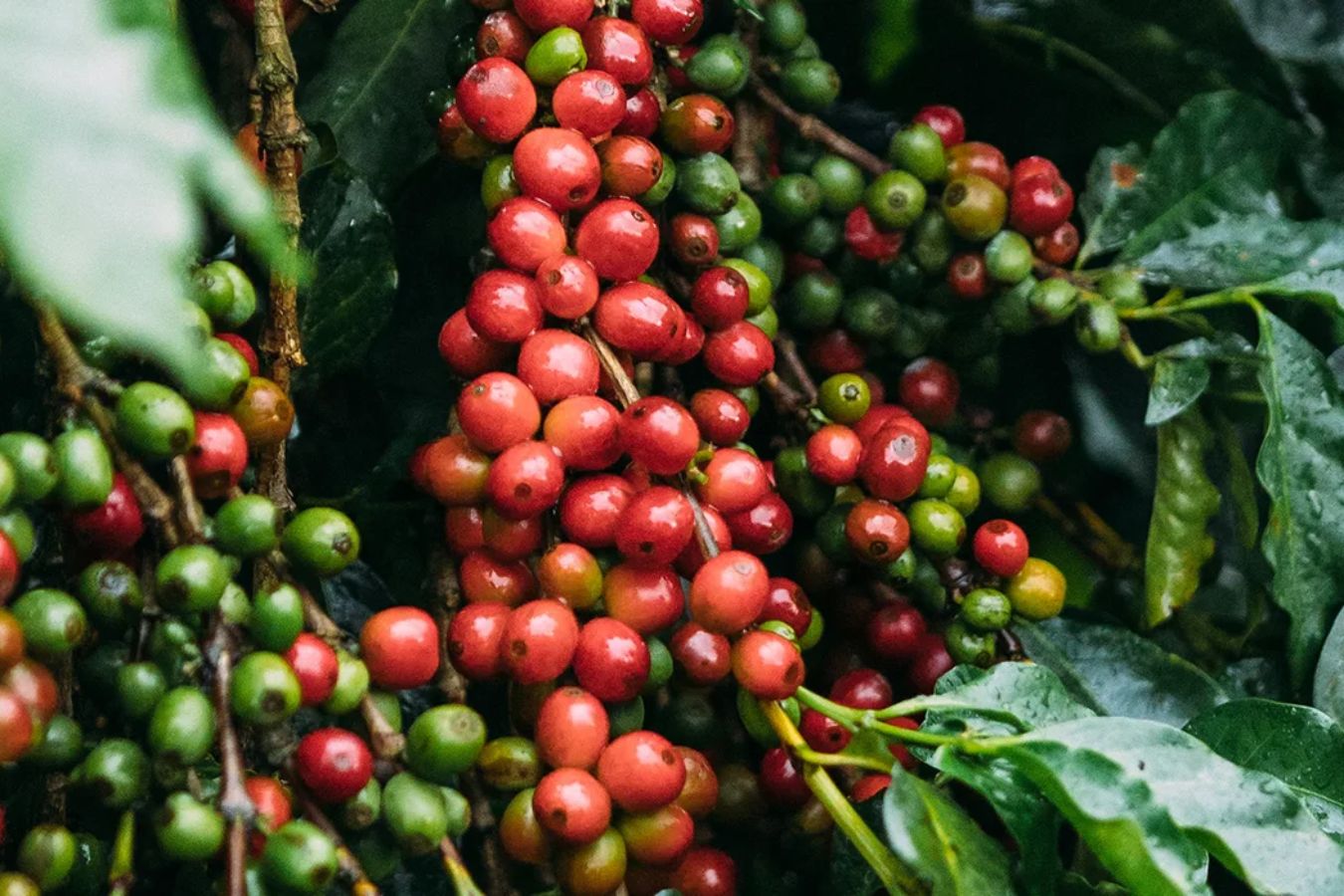 Batian Coffee – The Jewel Of Kenya