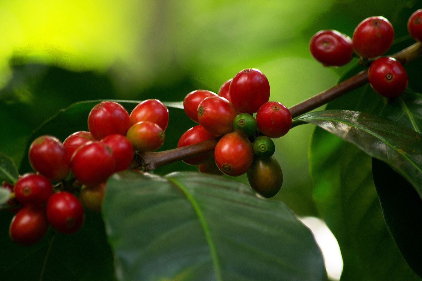 Coffee Price Today - October 11, 2022 - Helena Coffee Vietnam