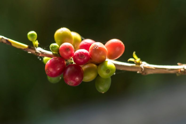 Coffee Prices Today September 5, 2022