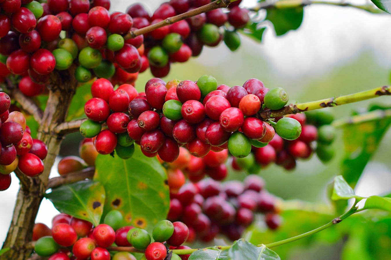Coffee price today - October 15, 2022 - Helena Coffee Vietnam