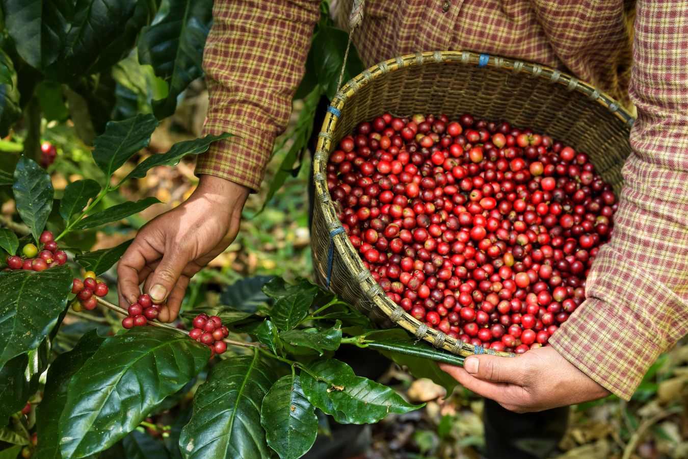 Coffee price today - October 8, 2022 - Helena Coffee Vietnam