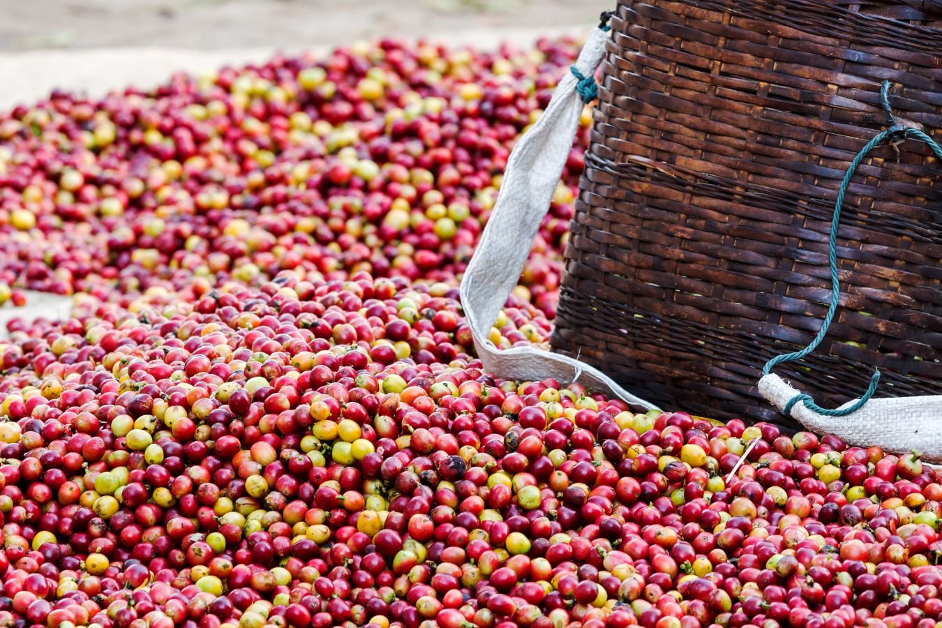 Coffee prices today October 22, 2022 - Helena Coffee Vietnam