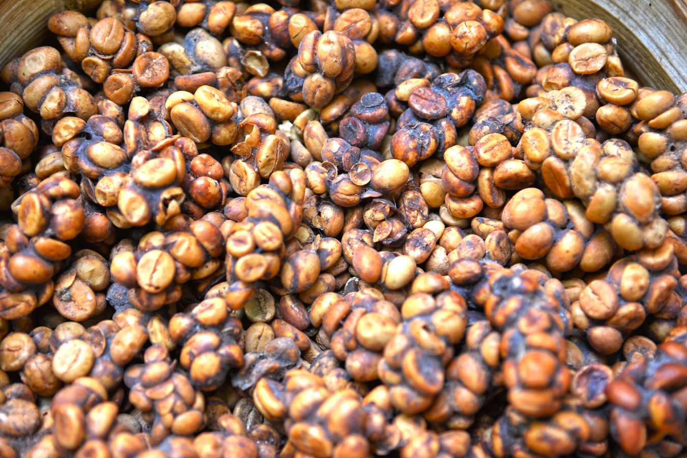 Kopi Luwak - The Worst Coffee In The World