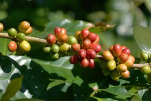 Price coffee Today October 4, 2022 - Helena Coffee Vietnam