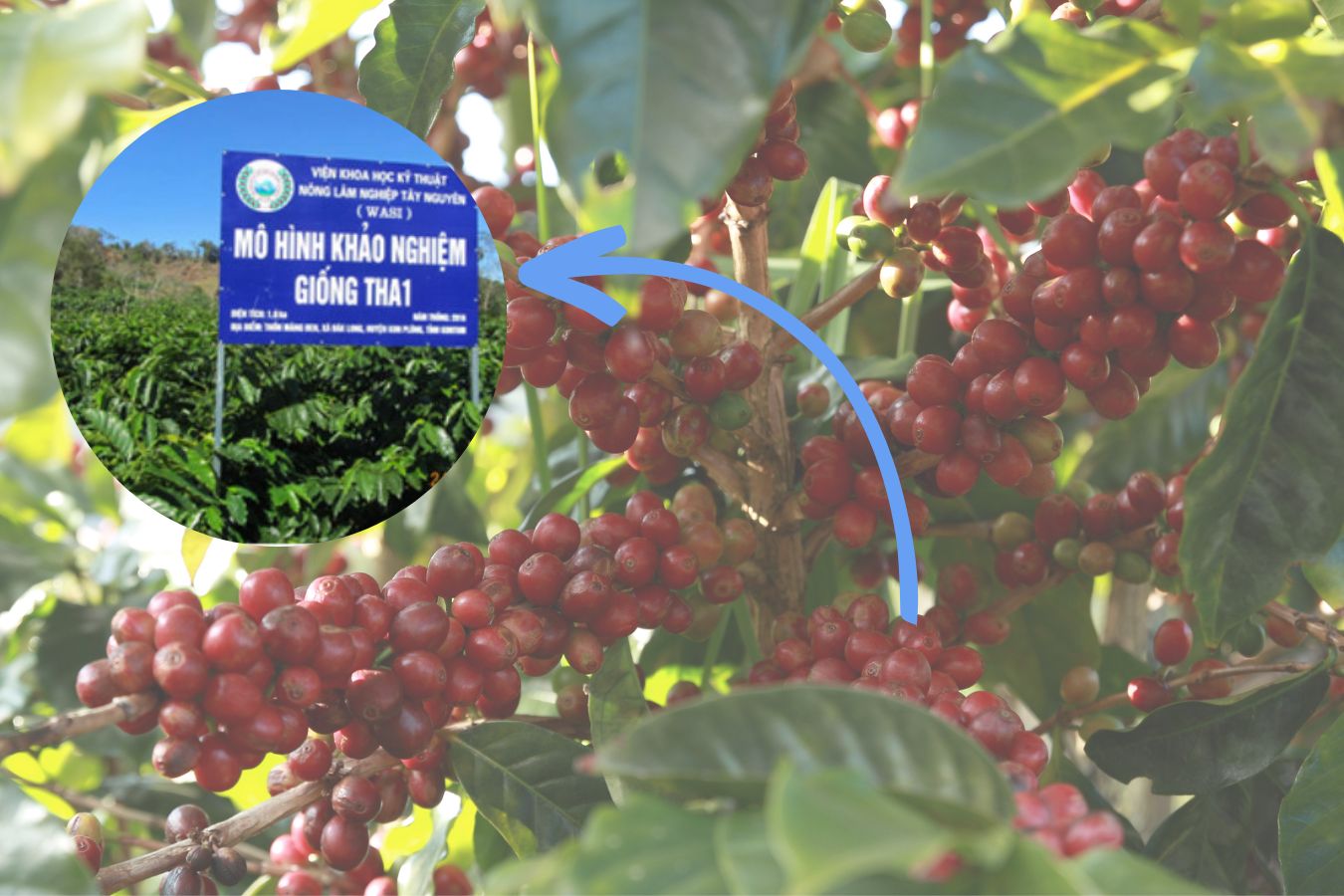 Where Can You Buy Vietnamese Arabica Coffee Seeds For Planting 