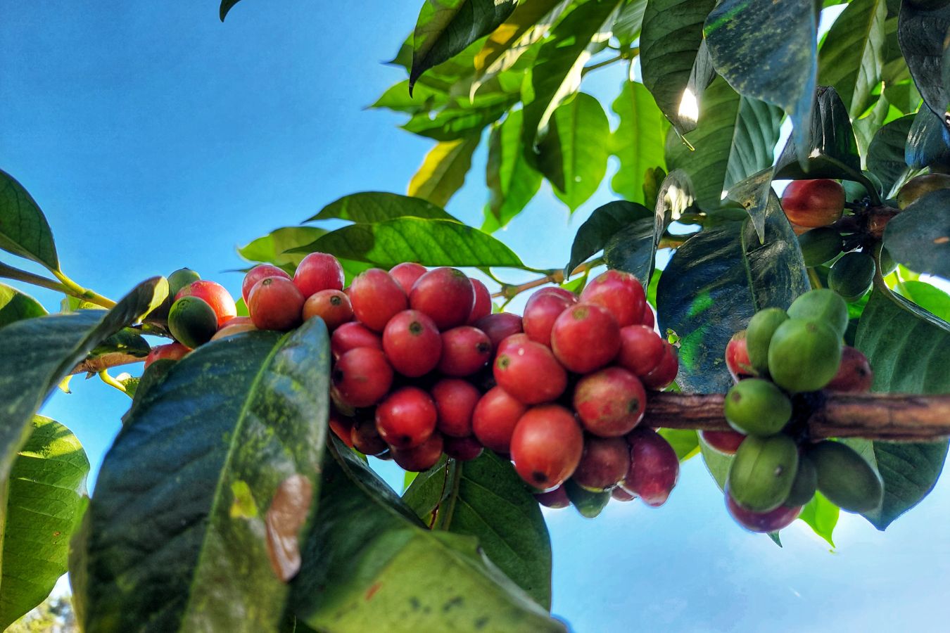 Vietnam Liberica Coffee Beans