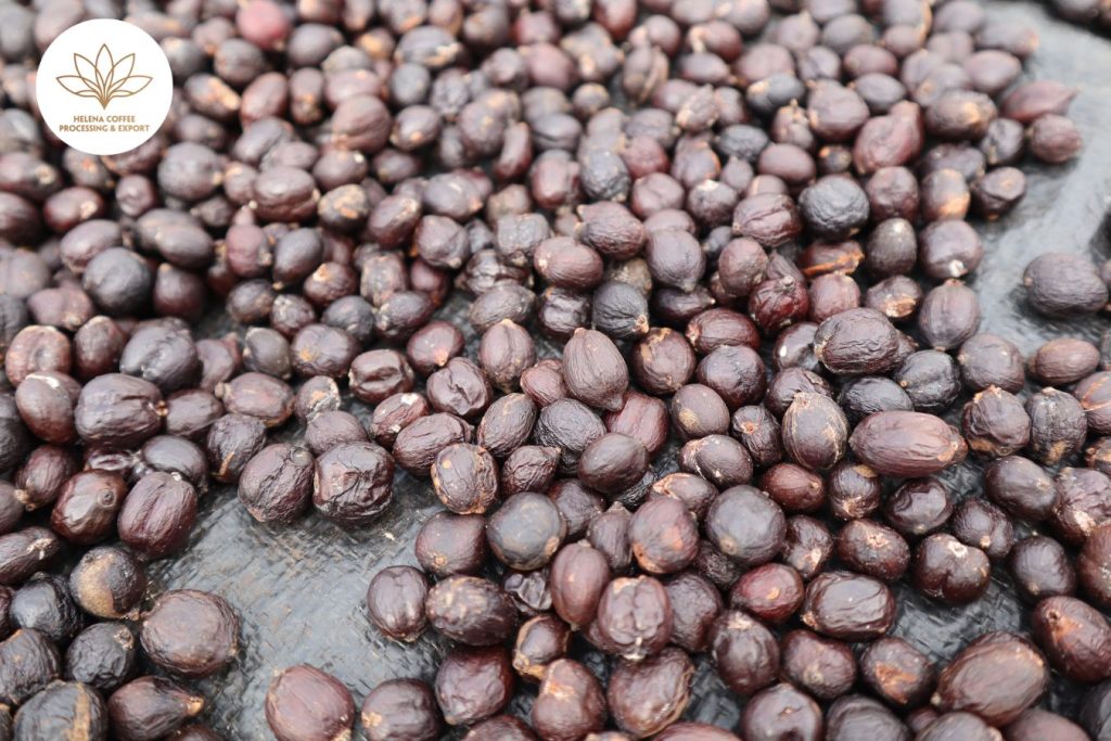 What is Fermented Robusta Coffee