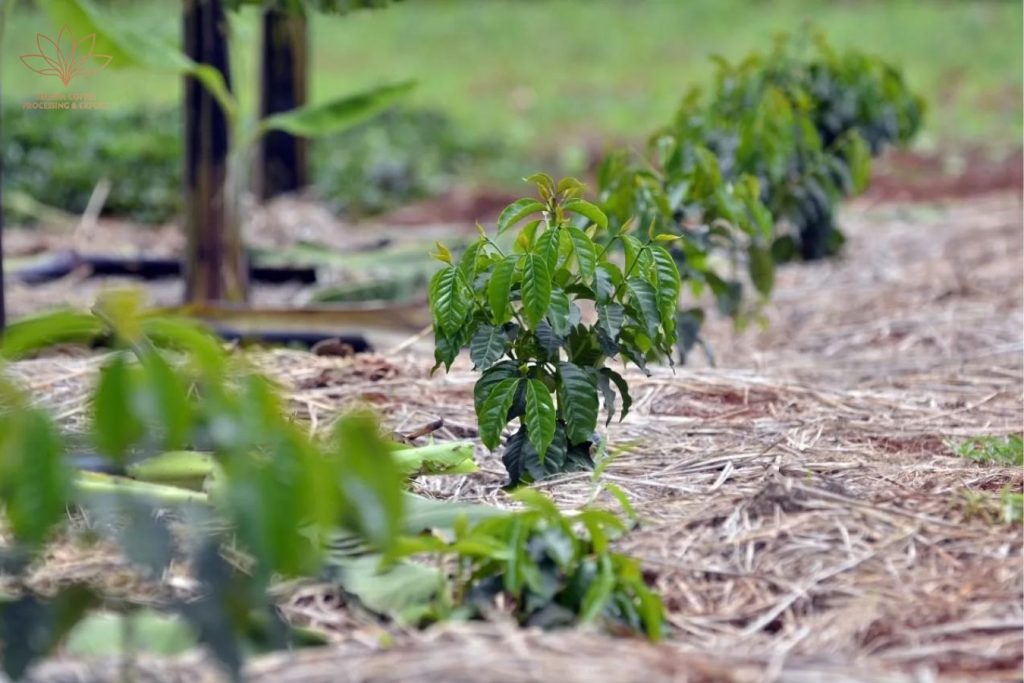 Farming 06: Managing Coffee Land - Helena Coffee Vietnam