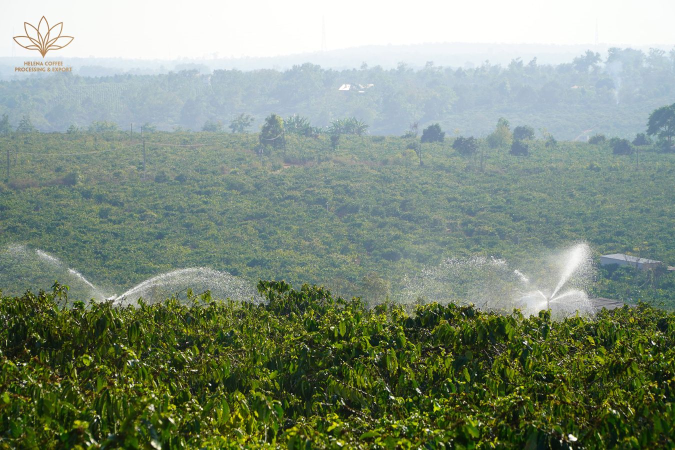 Farming 07: The Role Of Irrigation Water In Coffee Production - Helena Coffee Vietnam