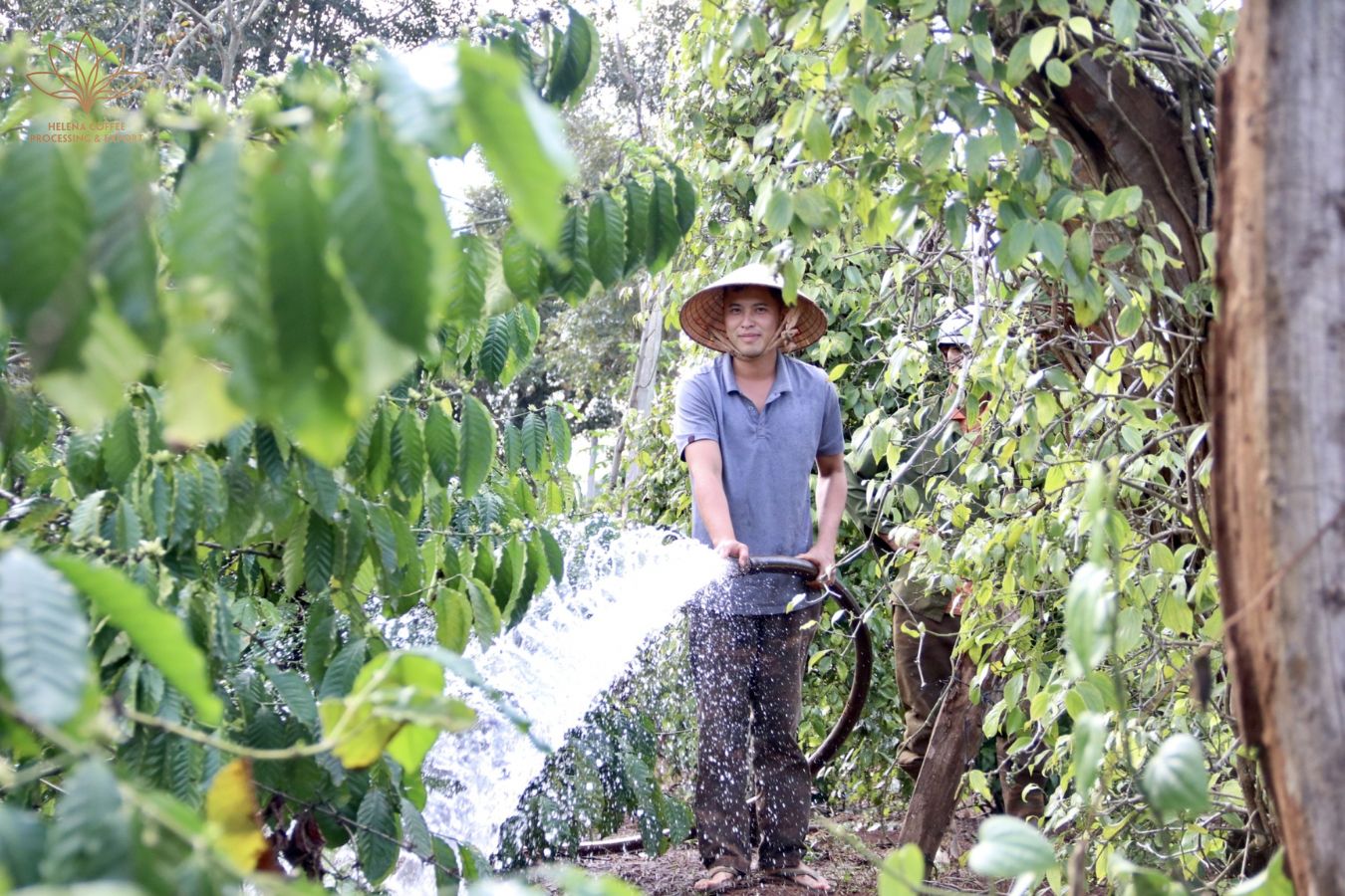 Farming 08: Watering Techniques For Coffee Plants - Helena Coffee Vietnam