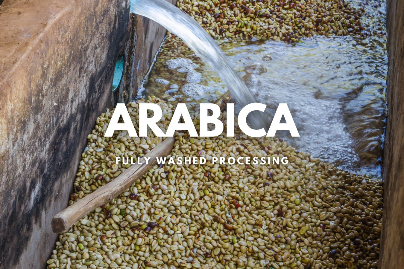 Arabica Coffee Supplier  Top Wholesale Suppliers of Premium Arabica Coffee Beans