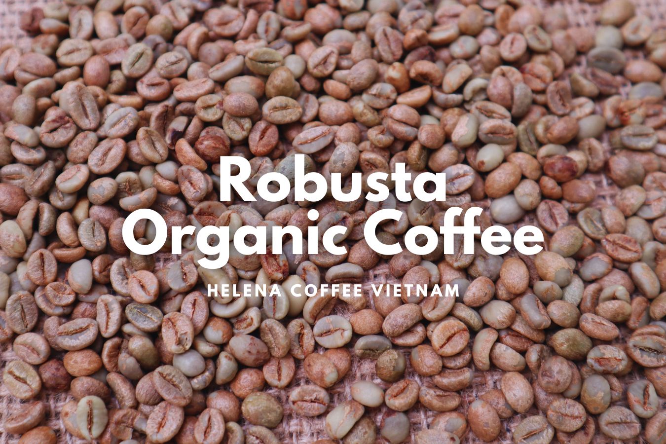 Discover Vietnam's Organic Coffee: Embark on a Flavorful Adventure