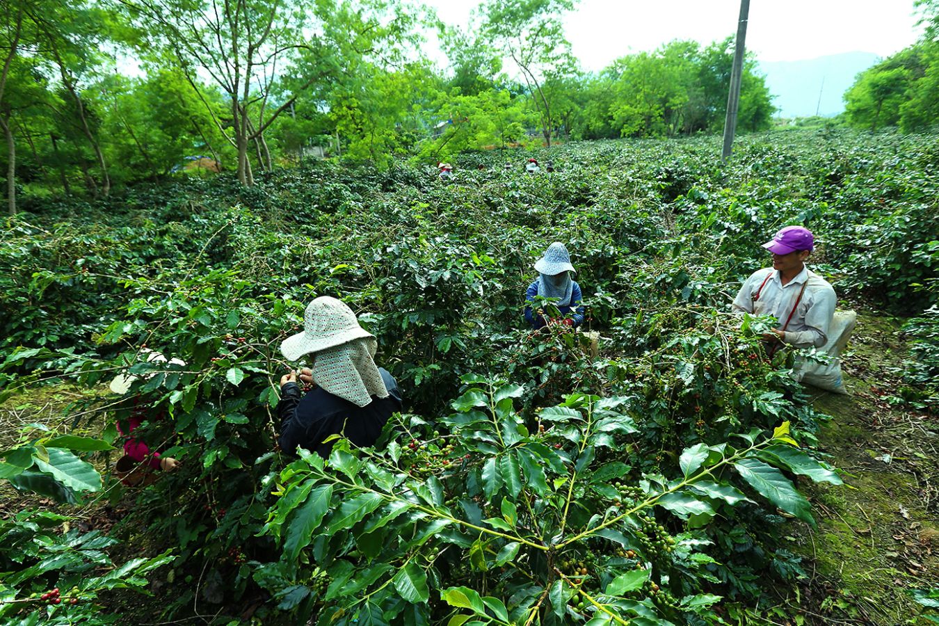Dien Bien Coffee Harvest Reports