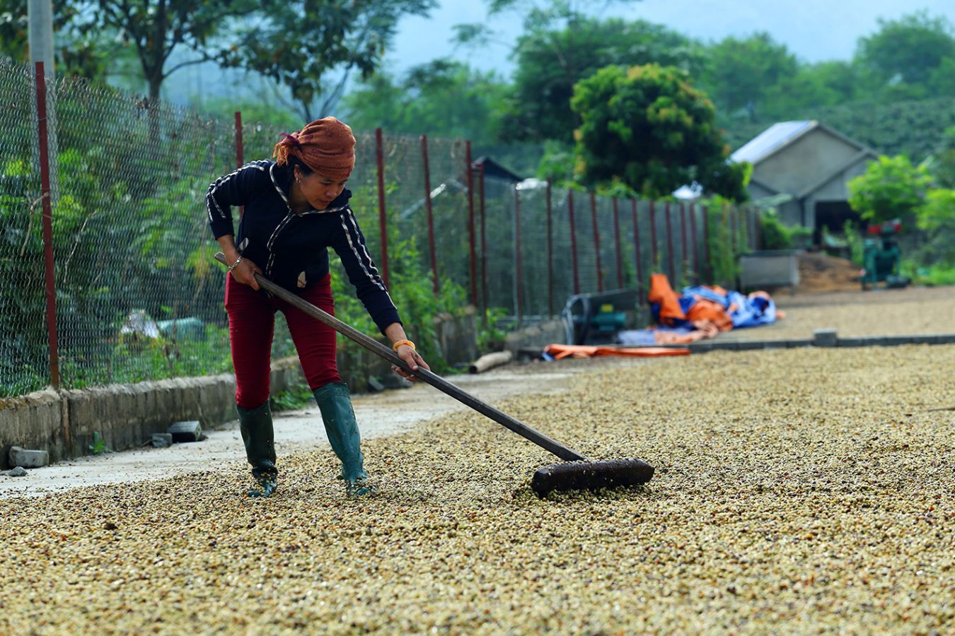Dien Bien Coffee Harvest Reports