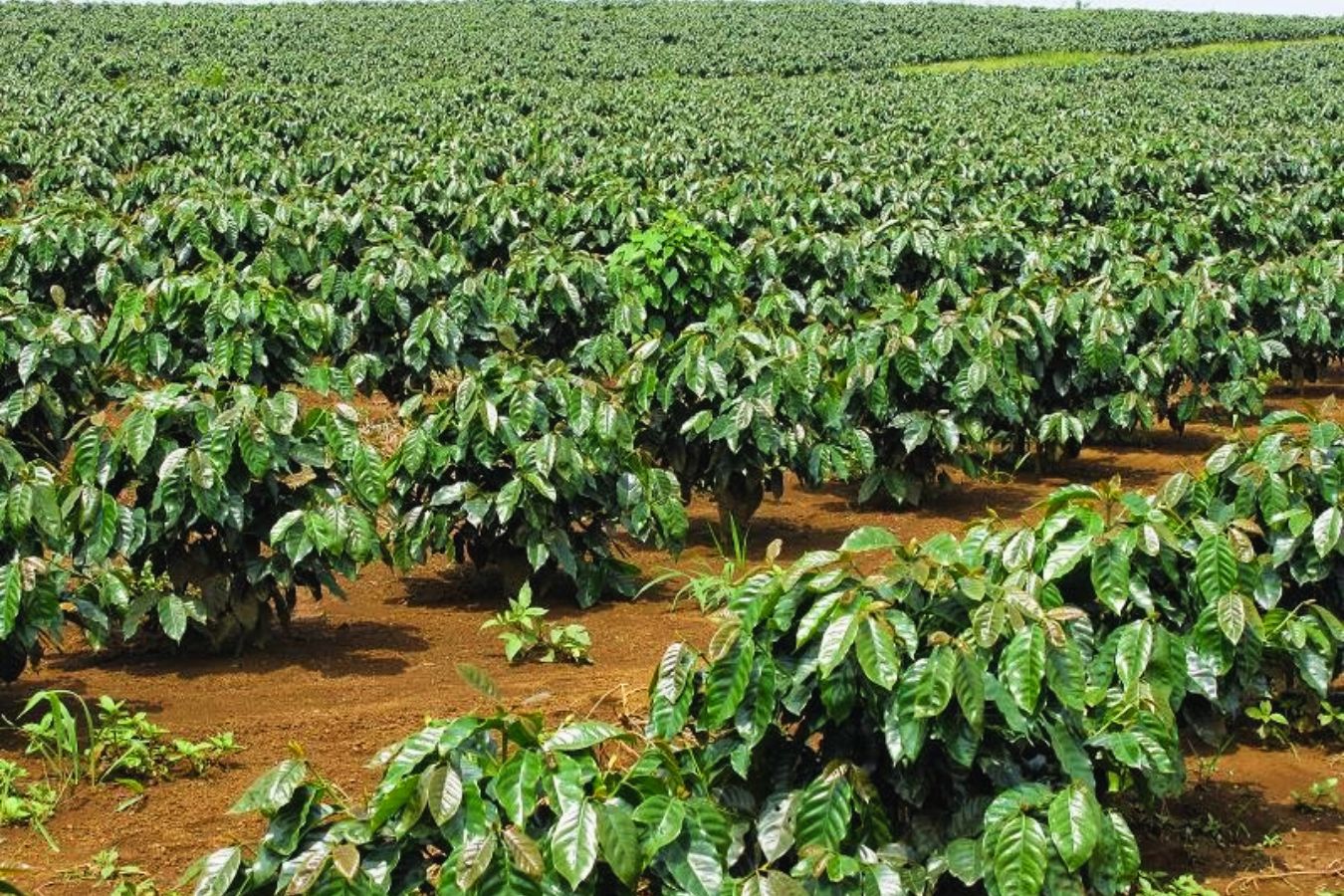 Gia Lai Coffee Plantations: Unveiling the Richness of Vietnamese Coffee